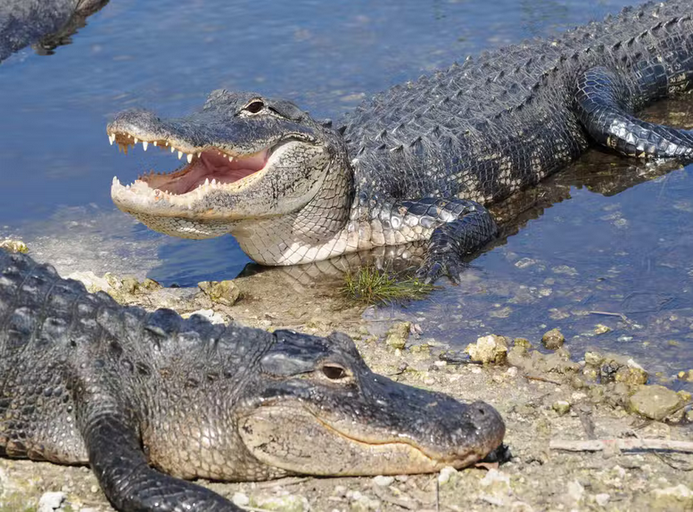 Woman attacked and killed by two alligators after falling into a pond, Woman attacked and killed by two alligators after falling into a pond, INFINITY LOADED